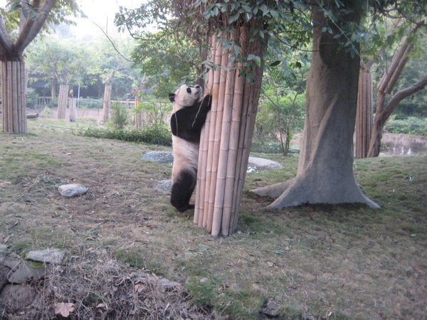 Pandas like to climb, too!