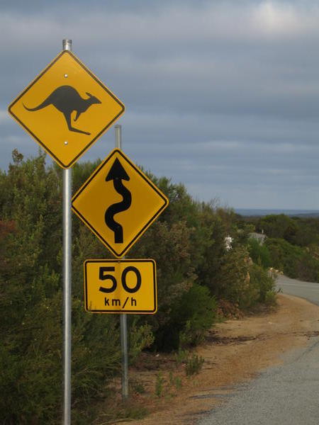 Watch out for Kangeroos