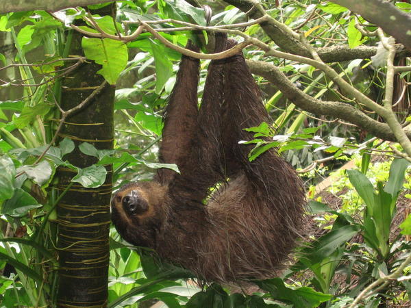 A sloth (obviously)