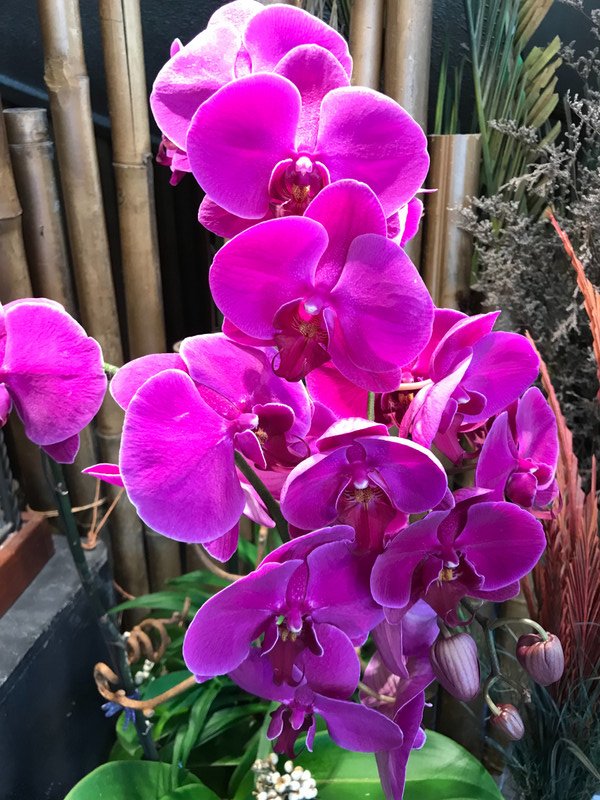 Orchids!