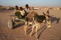 Nubian kids on Donkey Cart