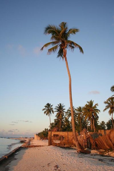 Coconut tree on Nungwi beach