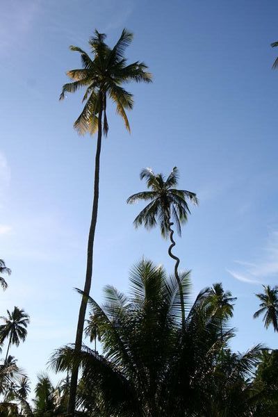 The crooked coconut tree