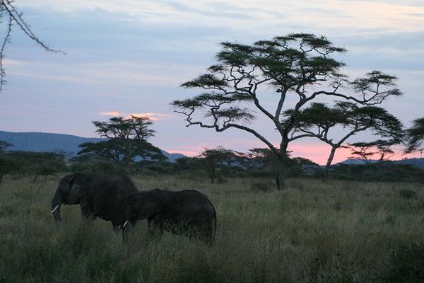 Elepants during sunset