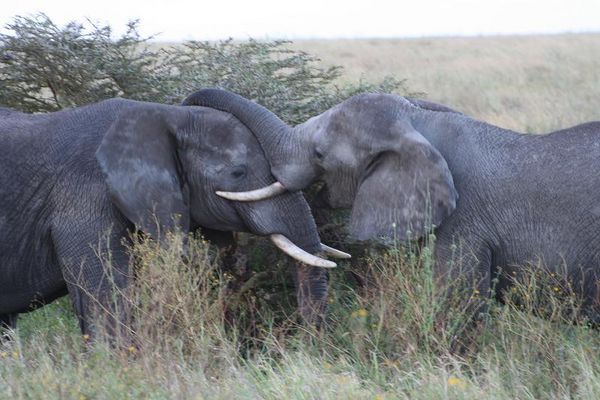 Another Public Display of Affection by the elephants.. 