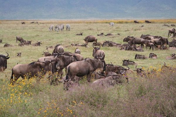 Herd of wildebeests grazing