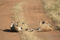 Twin cheetahs rolling on the track