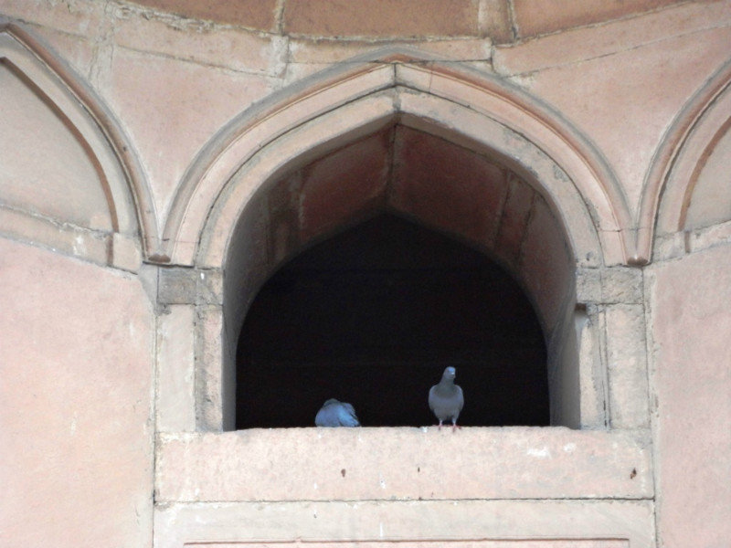 Pigeons in the tomb