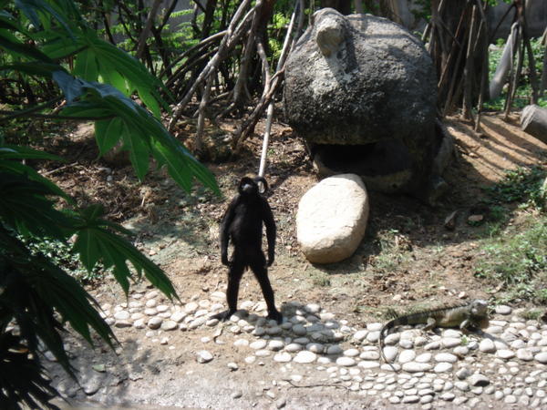 This monkey also challenged Dave to a fight