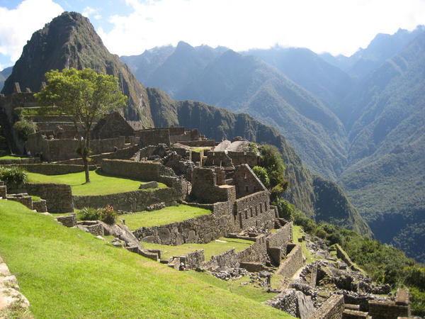 A tree grows in Machu Picchu