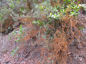 Rustfarvede grene af et eller andet insektfænomen?