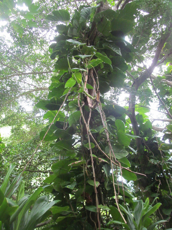 Regnskovssteming med eksotiske træer med lianer - og lidt regn, Napali Coast