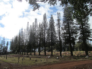 Flere Norfolk pines - her ved en meget fredfyldt kirkegård et øde sted