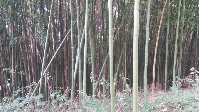 the bamboo forest just off the nature path
