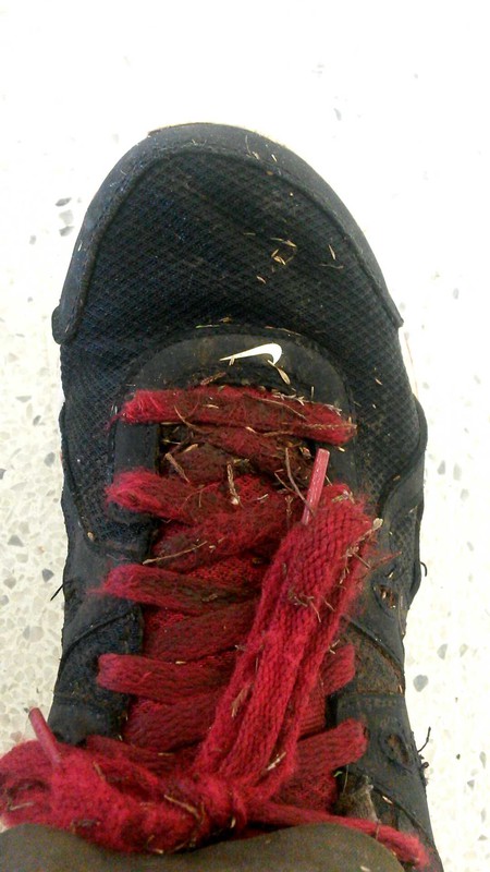 My shoes got wrecked walking through the marshlands