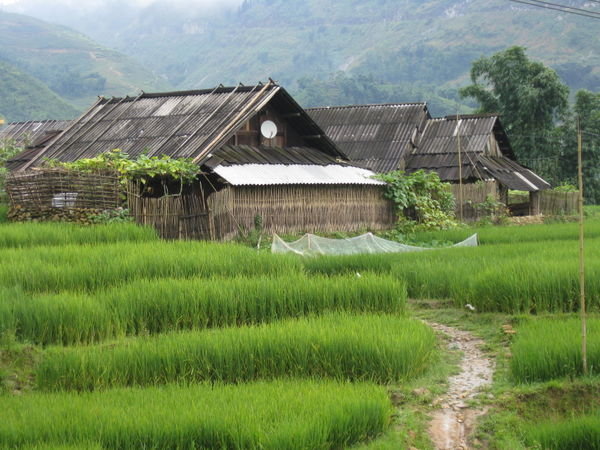 Rice fields, Sapa