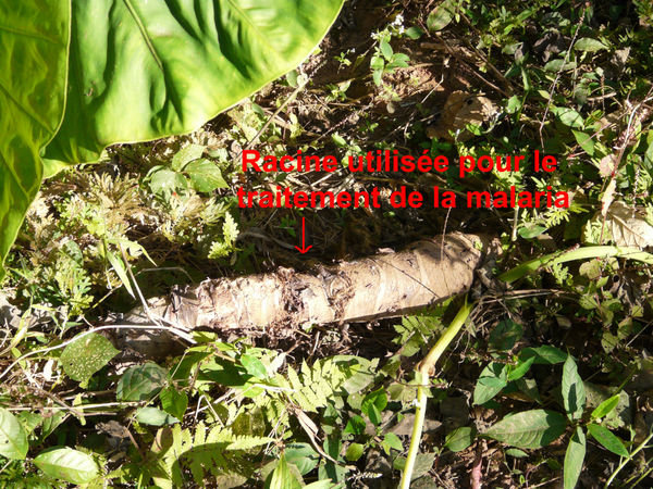 Yam or elephant's ear : the root