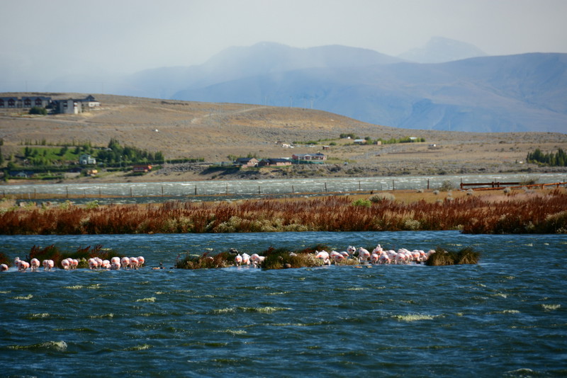 Flamingos in El Calafate