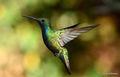 In the Hummingbird garden in Iguazu