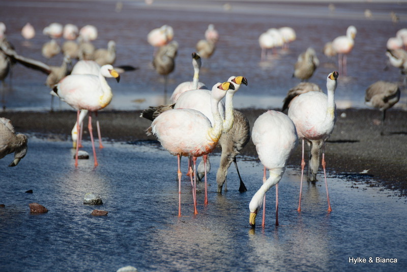 Many flamingos in the lake