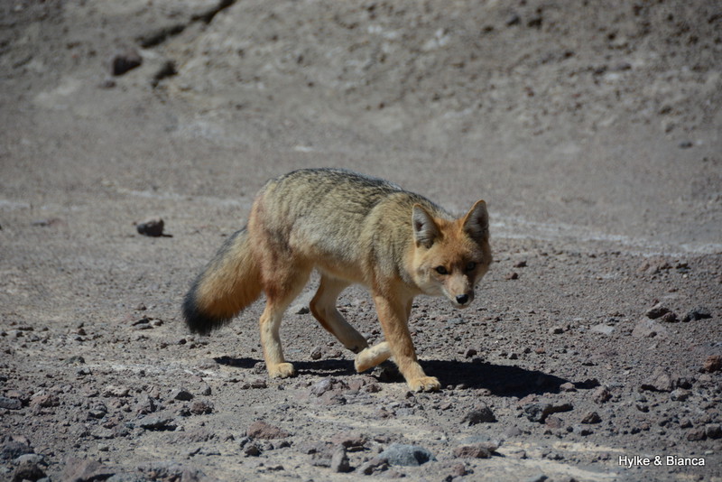 A sort of fox