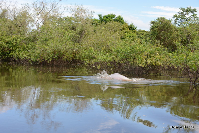 Pink river dolphin - they never showed much