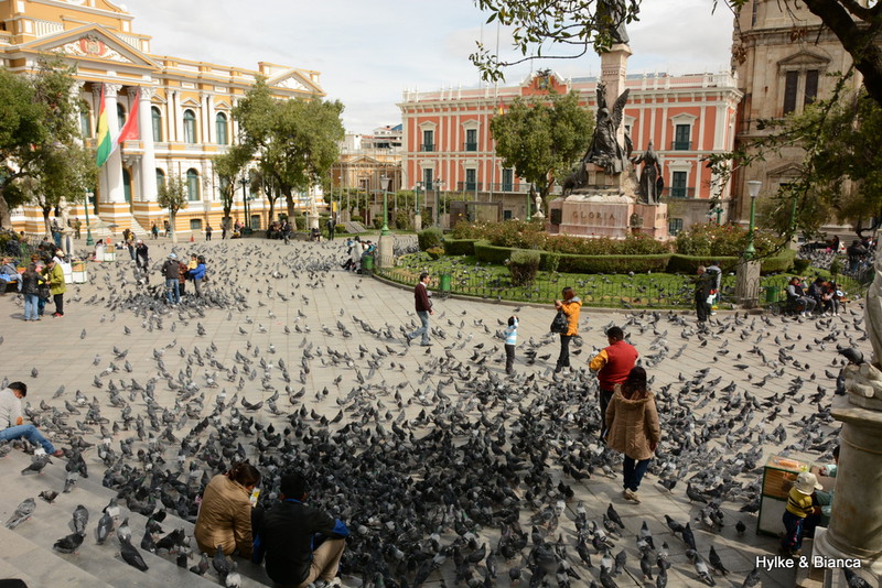 Never seen so many pigeons
