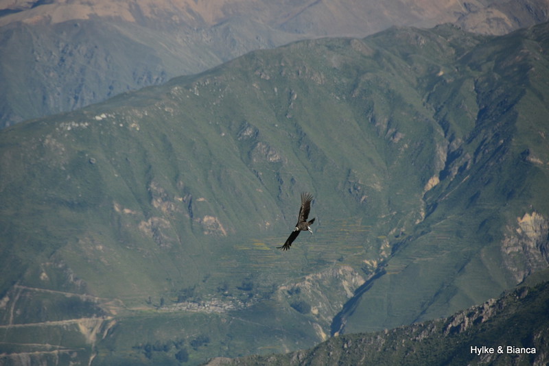 Condor in the distance