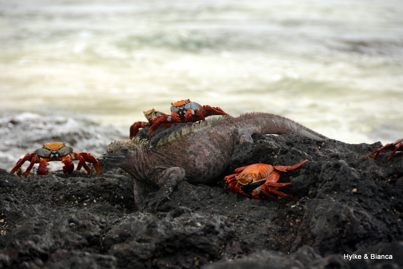 Sally lightfoot crabs and a marine iguana