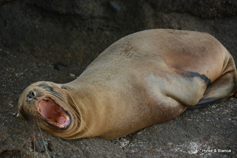 Lazy sea lion