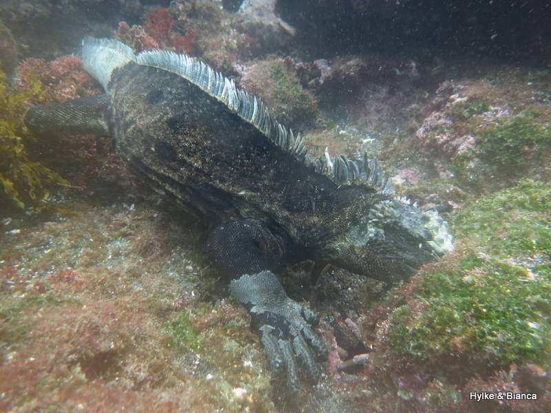 Marine iguana feeding on algae