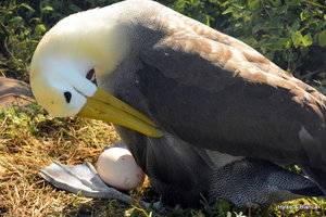 Waved albatross and her egg