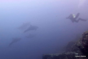Pod of dolphins passing by