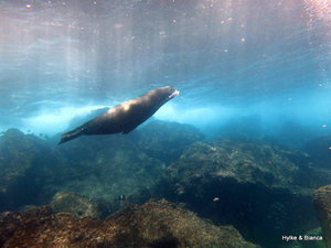 Diving with sealions