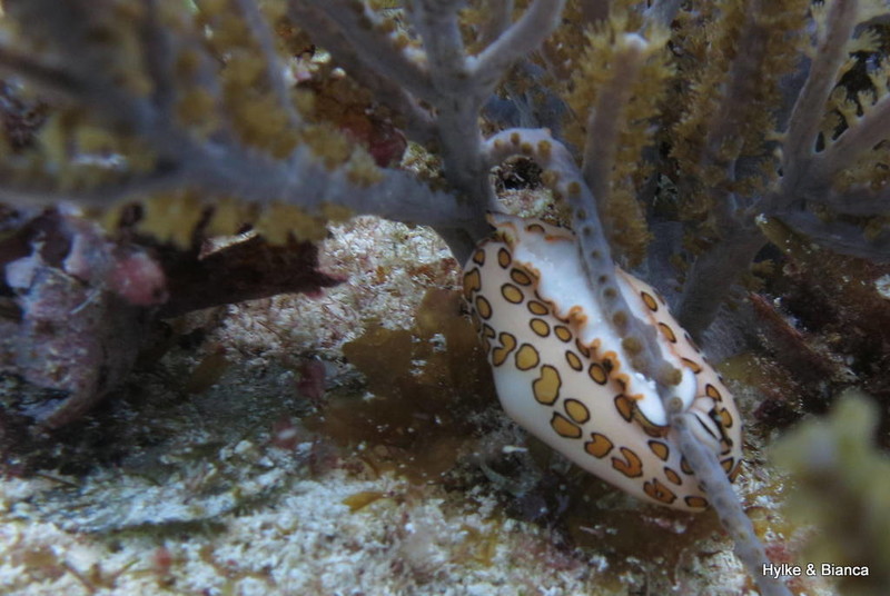 Nudibranch eating the corals