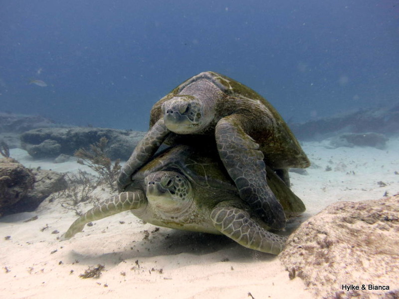 Mating sea turtles