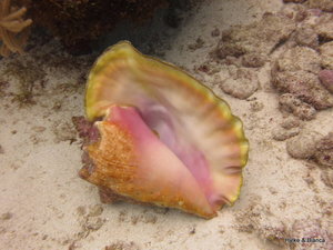 Beautiful big shells