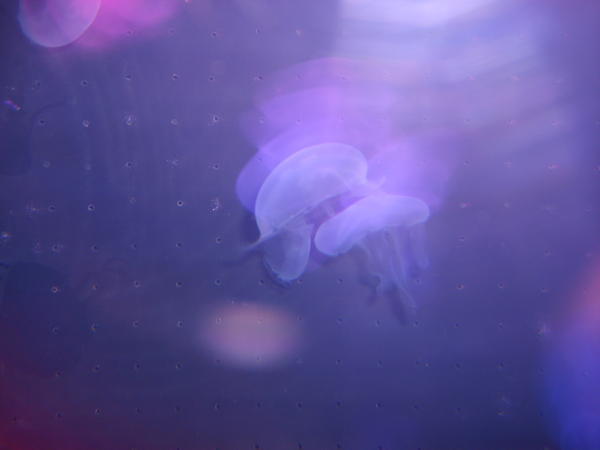 Jelly Fish