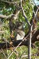 Vild Koala