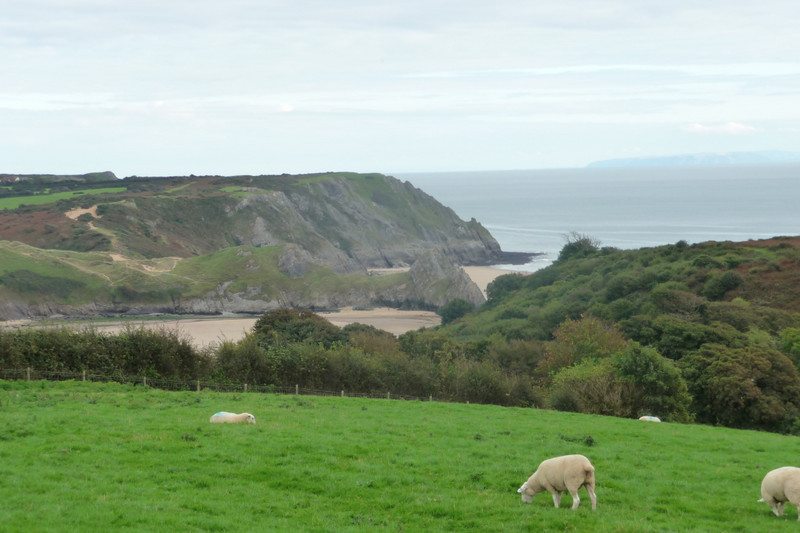 Det obligatoriske billede af fårene fra Wales