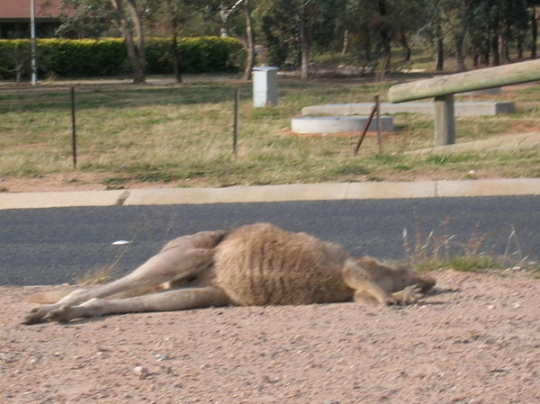 My first Kangaroo sighting.