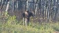 Lady moose