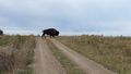 Giant bison on the prairies