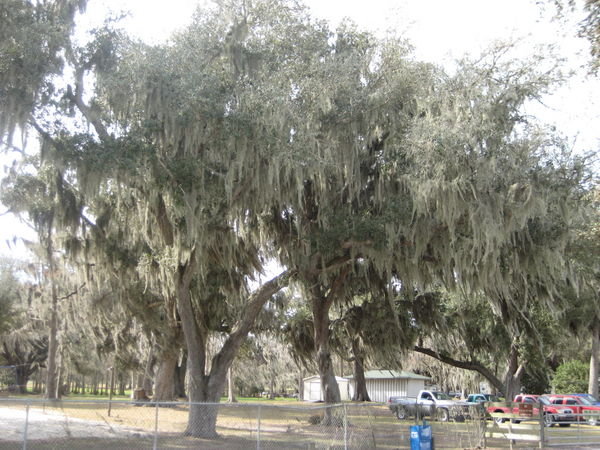 Trees in Louisiana are all covered in this Spanish Moss...
