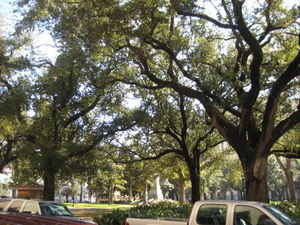 These beautiful old oaks withstood Katrina