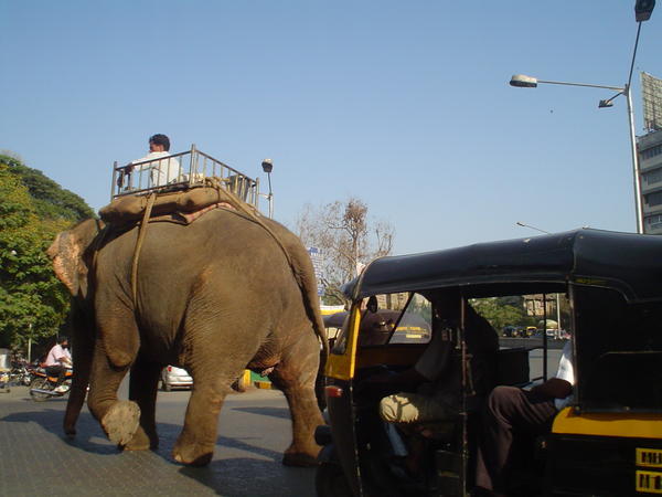 Yes, that is an elephant in the middle of traffic, downtown Mumbai