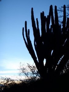 cactus at dusk
