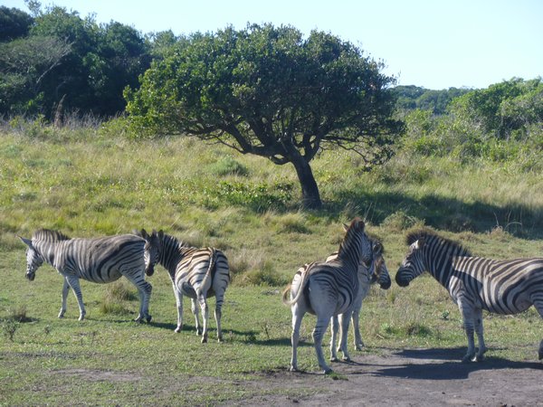 Common Zebra's