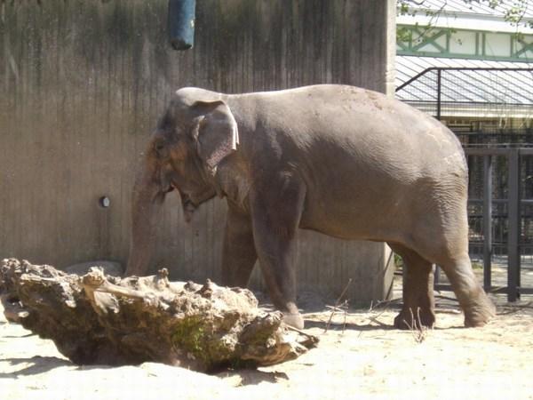 Yawning elephant