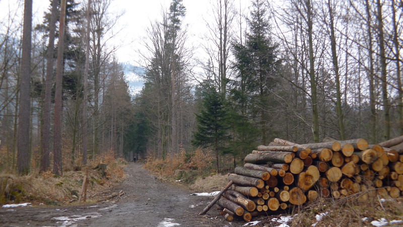 Often Seen Piles Of Logs. 